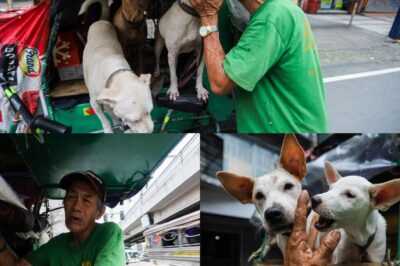 “They’re All I Have Left”: Meet Tatay Carlos, the 67-Year-Old Furparent Living in a Sidecar With His 6 Rescued Dogs – A Story That Will Break and Warm Your Heart