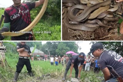 Isang Buong Bunton ng mga Cobra ang Natuklasan sa Batangas—Ang Nakatago sa Ilalim ng Ibabaw ay Magiging Natulala sa Iyo