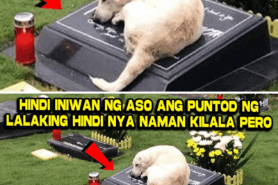 Hindi Siya Umaalis: Aso Nagbantay sa Isang Bagong Libingan, Natuklasan ang Lihim na Magpapabago sa Takbo ng Buong Bayan