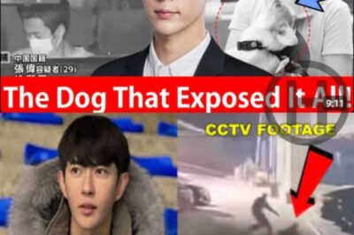 Leaked Video From Hidden USB Stuns Fans — Yu Menglong’s Dog at Center of Mystery! (nh)