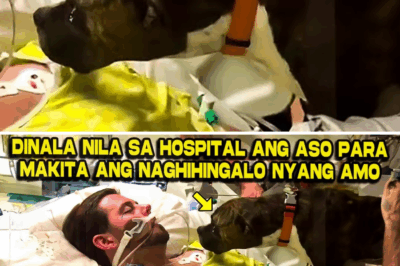 Ang Huling Yakap ni Molly: Paano Ipinaglaban ng Isang Boxer ang Huling Paalam sa Kanyang Amo na Nagligtas ng Pitong Buhay