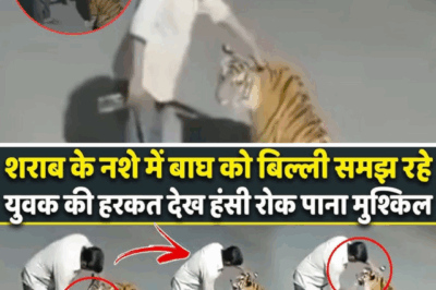 Drunk Man Mistakes Tiger for Cat: What Happened Next Will Shock You