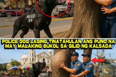 Boses ng Nara: Paano Binuko ng Isang Aso, Isang Puno, at Isang Social Worker ang Lihim na Kulungan sa Loob ng Matandang Kahoy