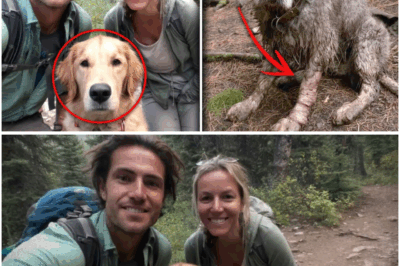 Mag-ina Nawala sa Yosemite—Pagbalik ng Aso Pagkalipas ng 8 Buwan, May Dalang Nakakakilabot na Pahiwatig