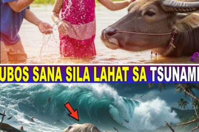 The Buffalo’s Warning: How a Humble Carabao’s Sixth Sense Saved a Village from a Tsunami